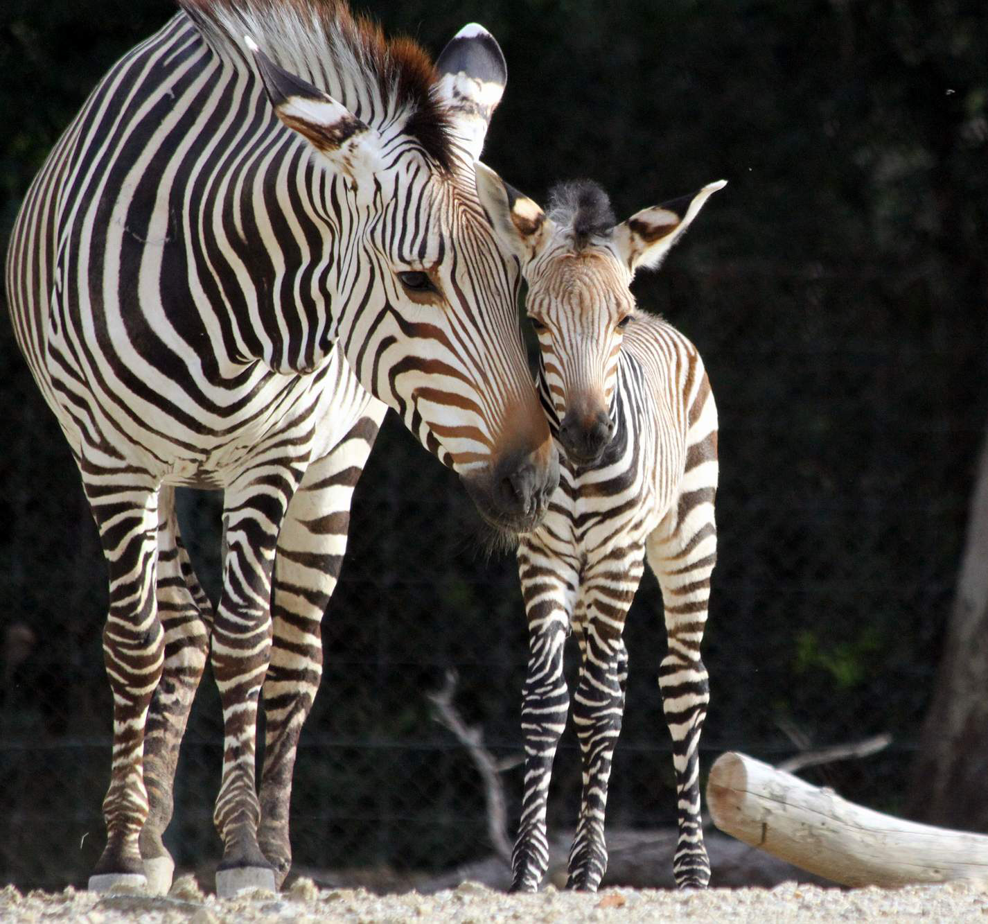 Naissance de zèbre de Hartmann au parc de Lunaret