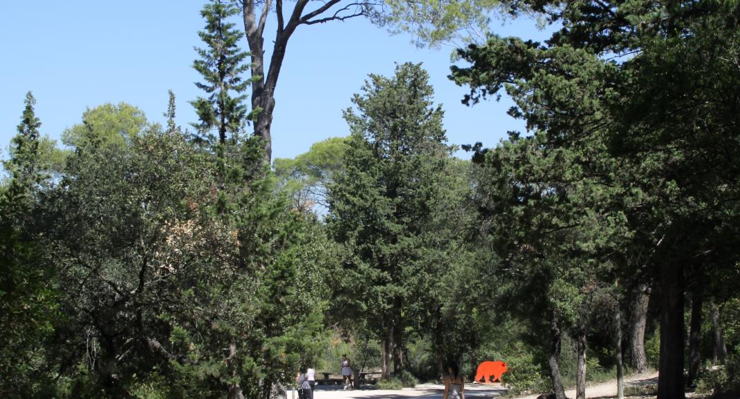 Allée du parc en descendant vers les lionnes