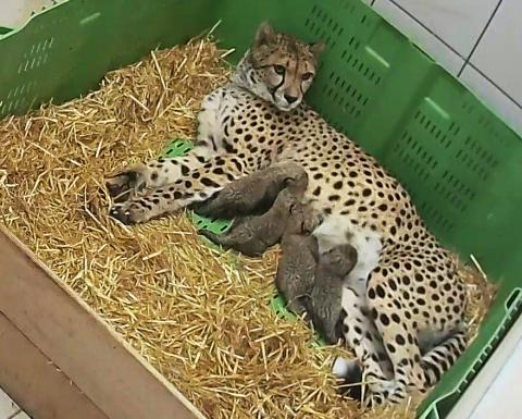 Naissances guépards 29-11-18 Naissances guépards 29-11-18