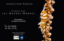 Crevette de Zanzibar Crevette de Zanzibar